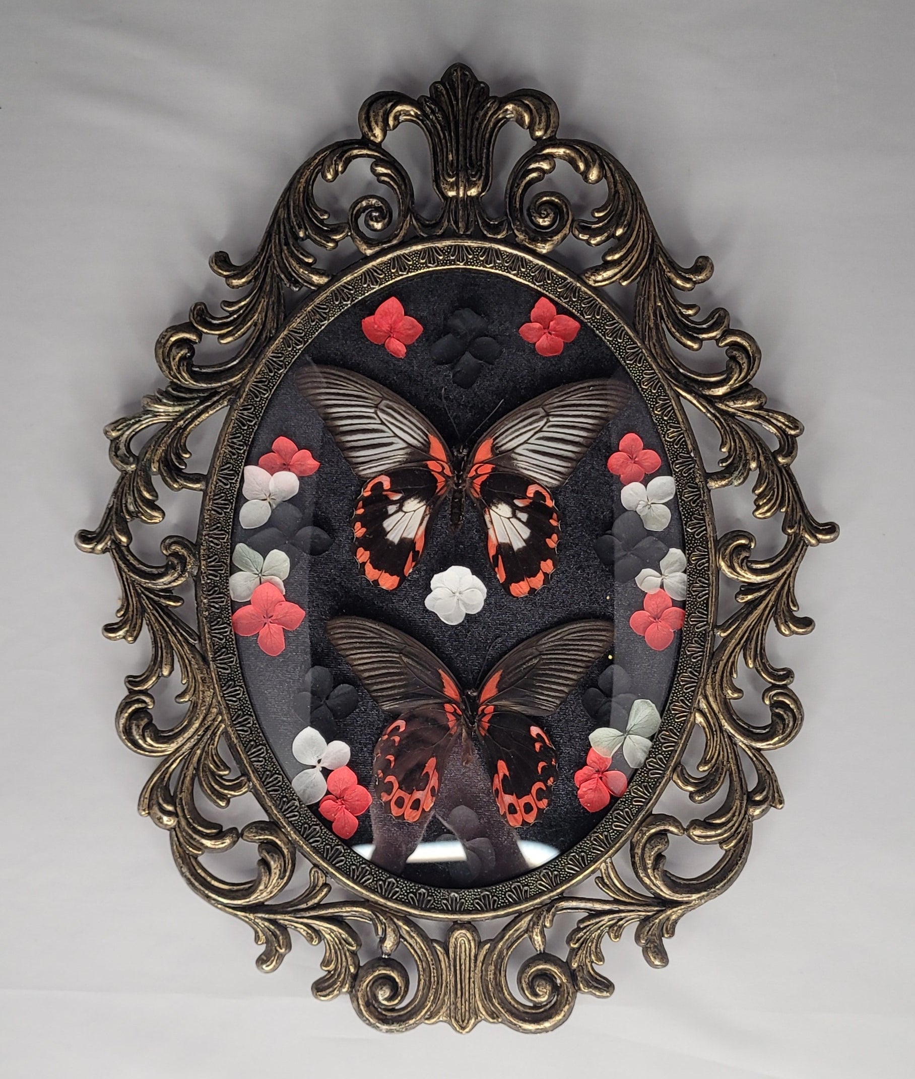 Taxidermy Frame - Cadre - Papillon Scarlet Mormons Male et Femelle
