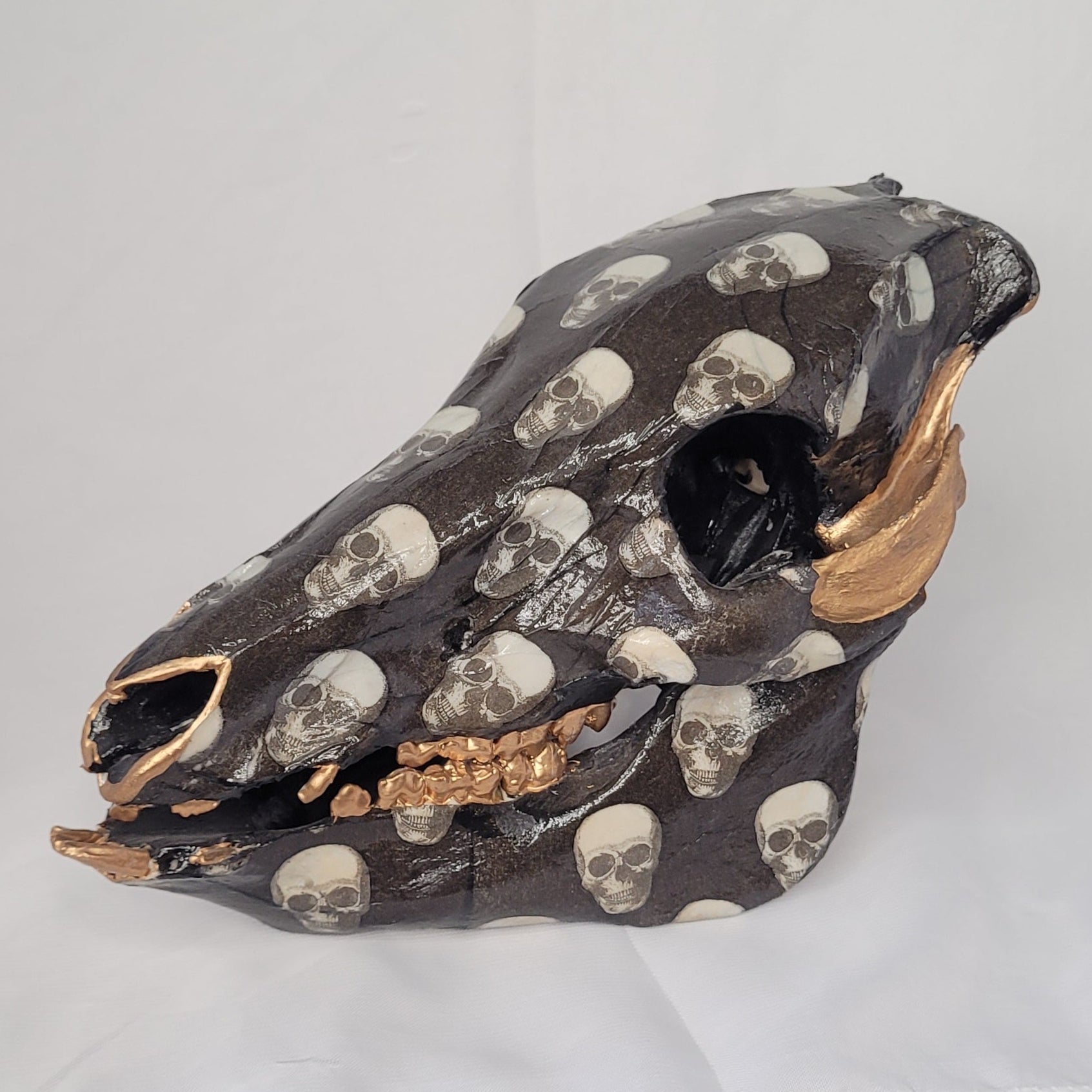 Crane - mini pig - Skull