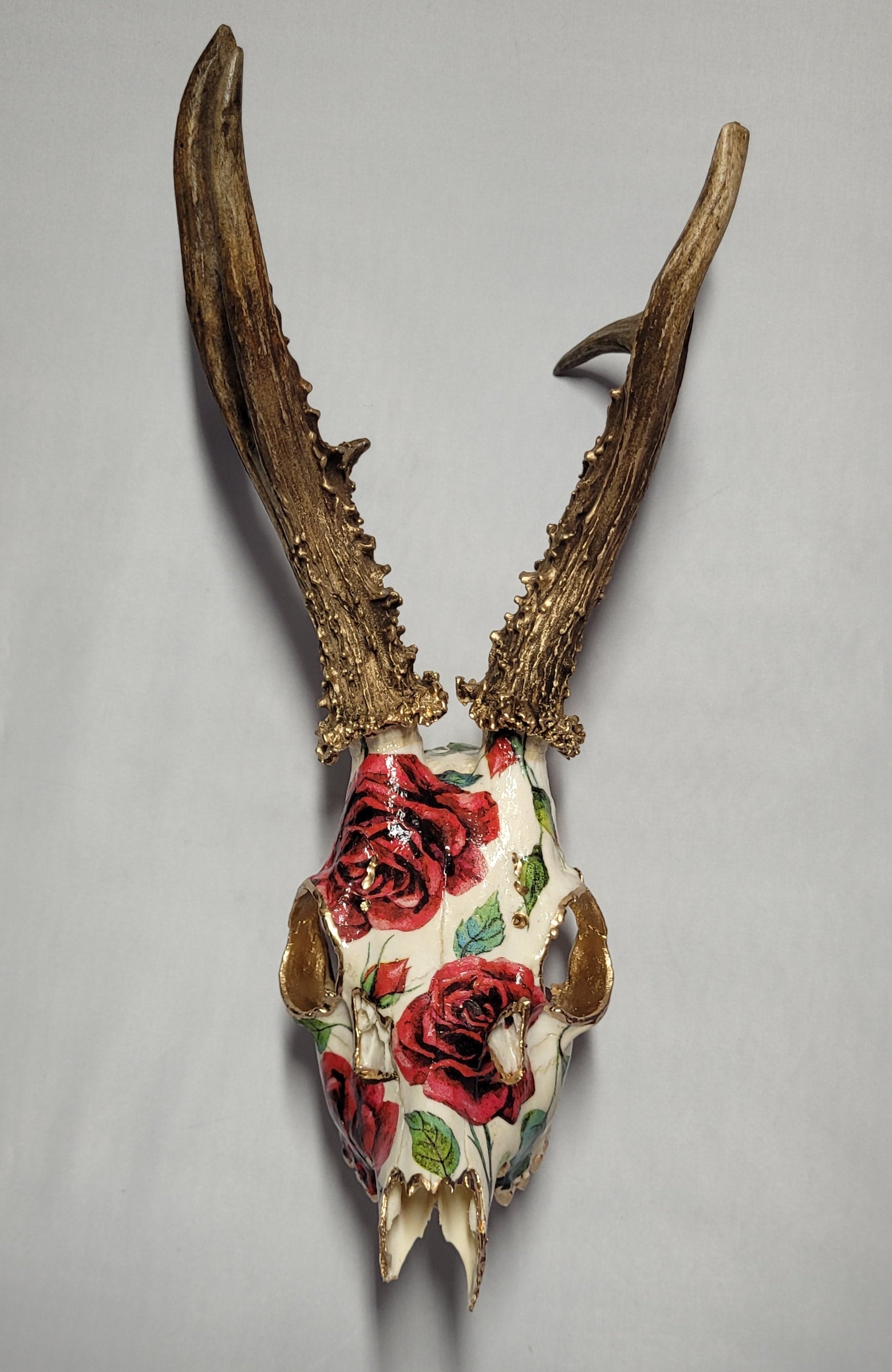 Crâne Renne Européen avec Roses Rouge - European Reindeer Skull with Red Roses
