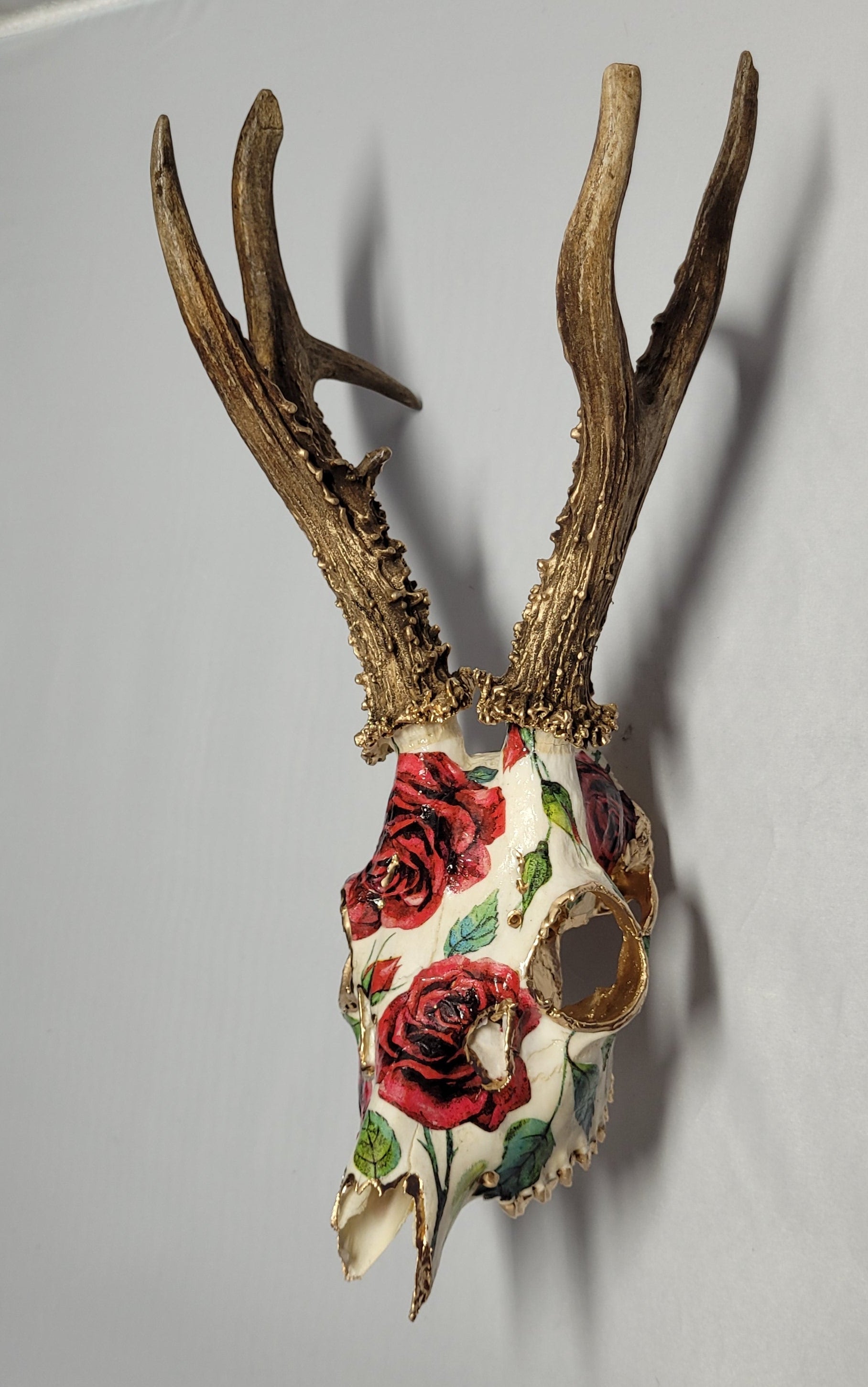 Crâne Renne Européen avec Roses Rouge - European Reindeer Skull with Red Roses