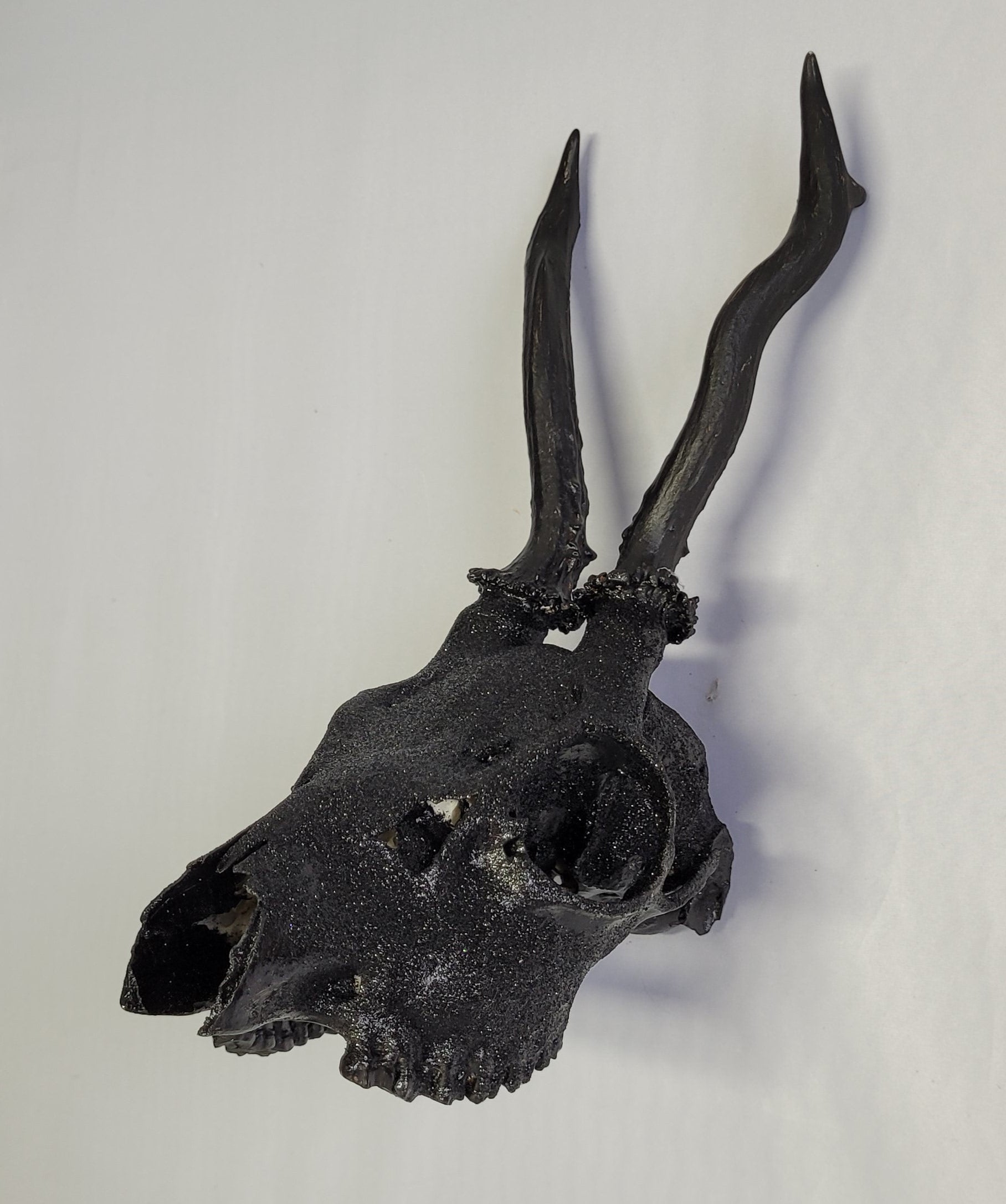 Crâne Renne Européen Noir Brillant - European Reindeer Skull Black with Glitters