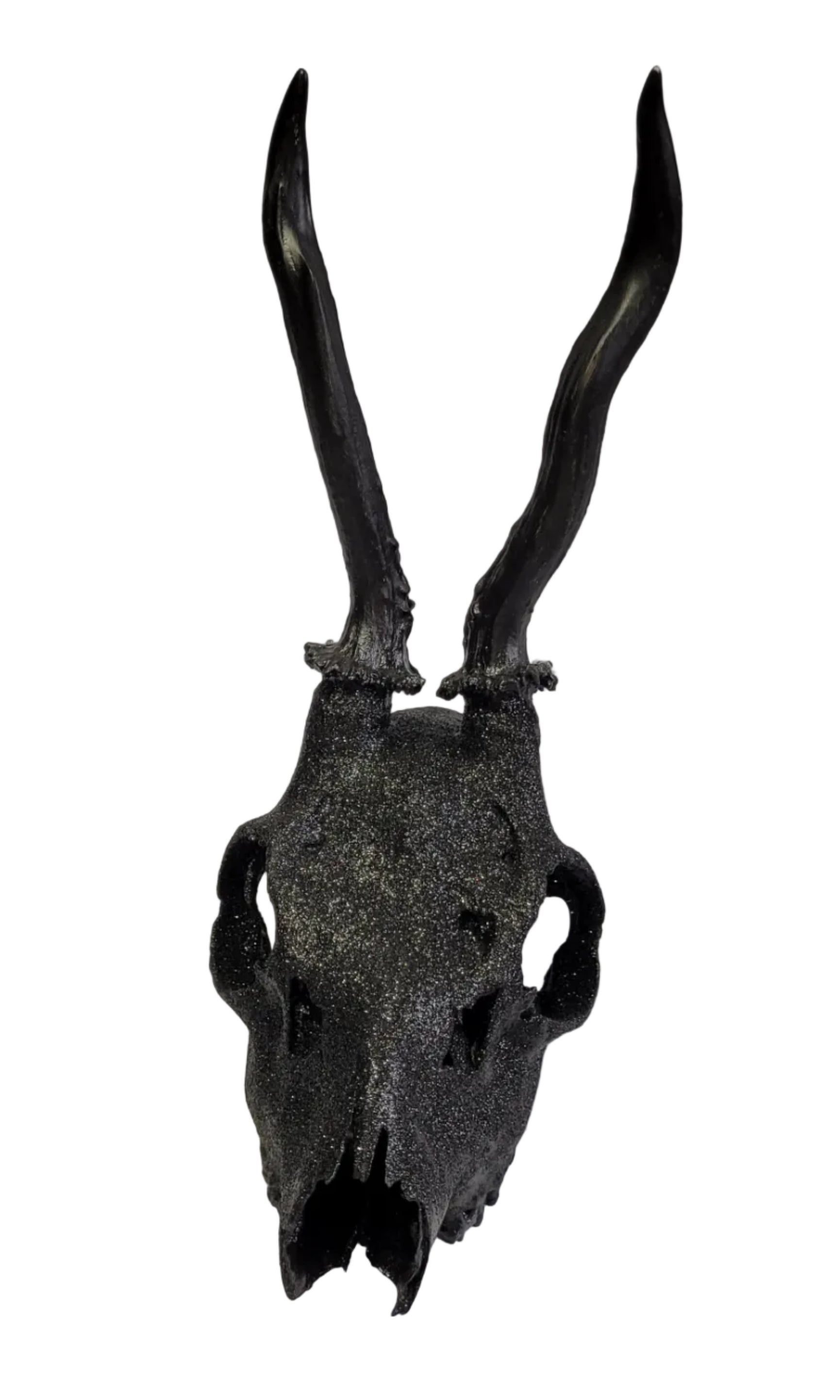 Crâne Renne Européen Noir Brillant - European Reindeer Skull Black with Glitters