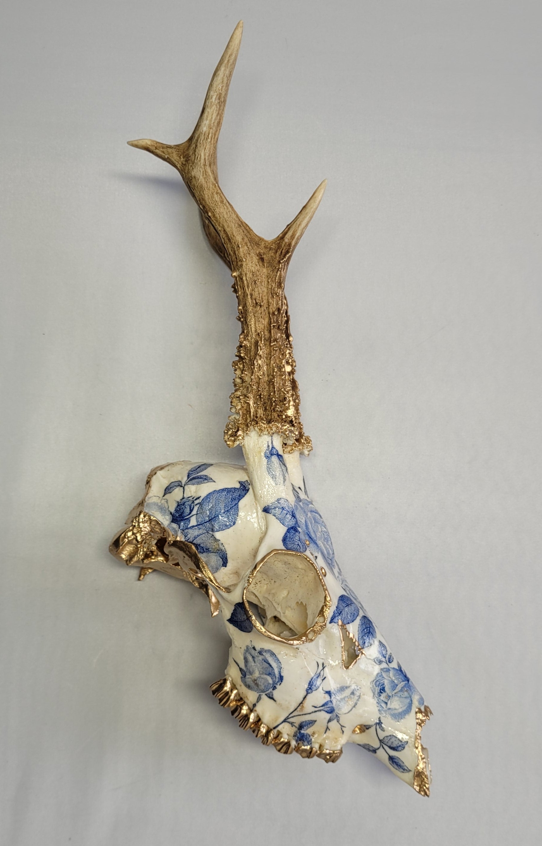 Crâne Renne Européen Porcelaine Chinoise Bleue - European Reindeer Skull Fine Blue China