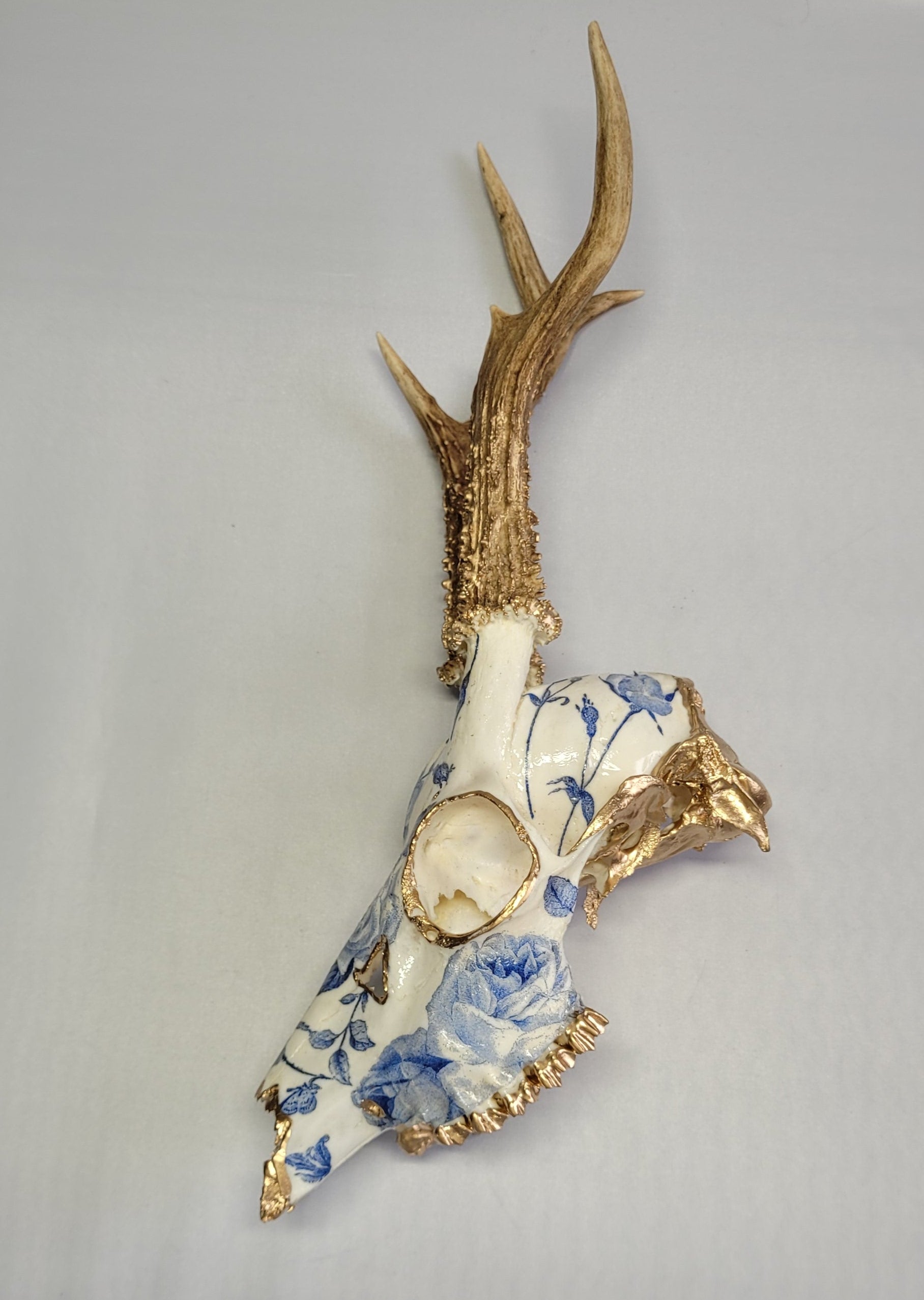 Crâne Renne Européen Porcelaine Chinoise Bleue - European Reindeer Skull Fine Blue China