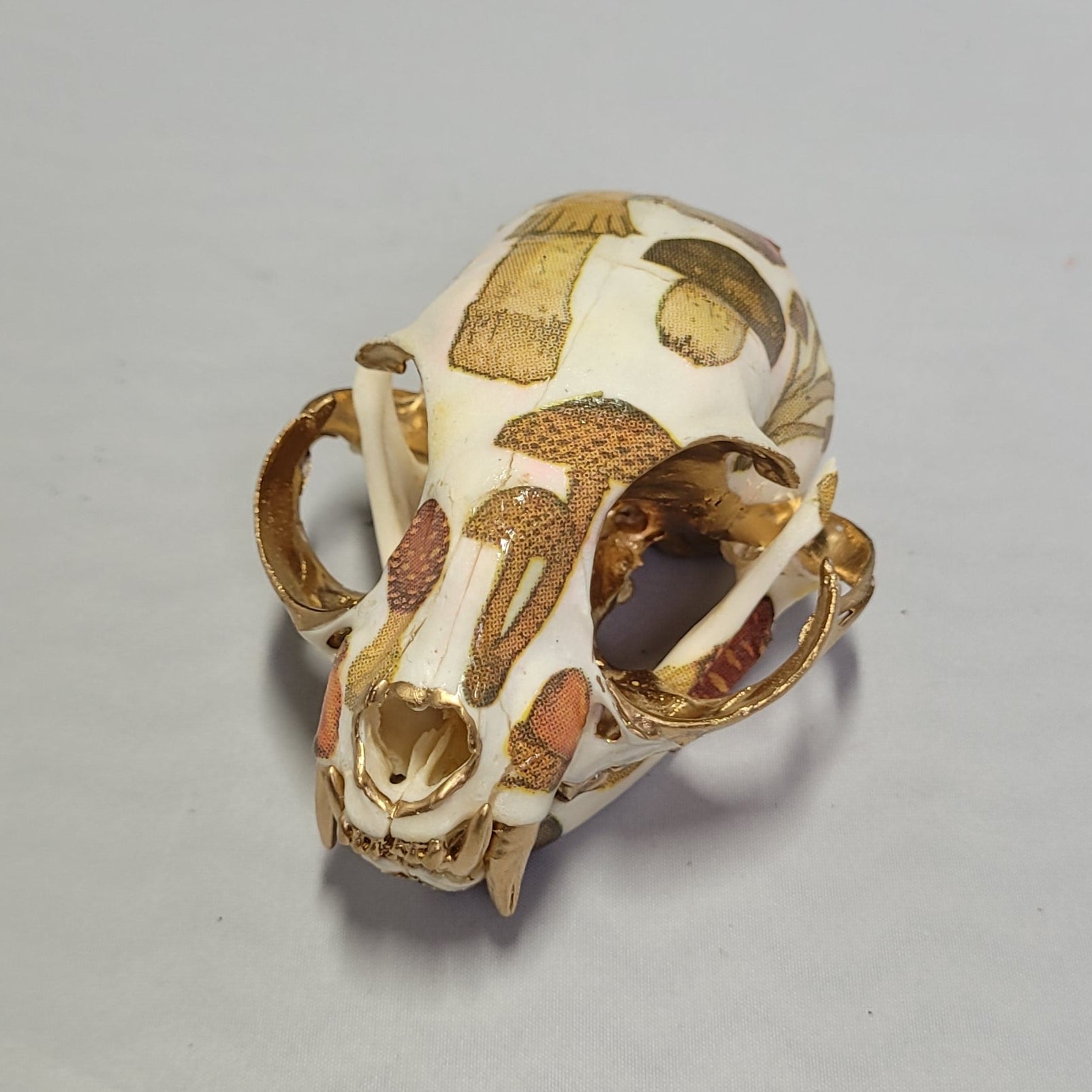 Crâne de Chat avec Champignons - Cat Skull with Mushrooms