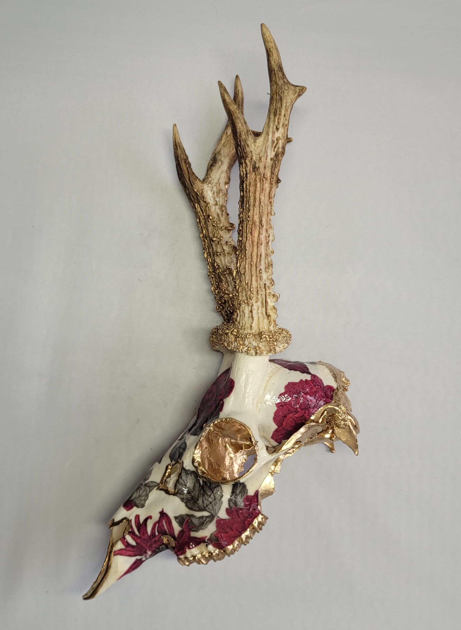 Crâne Renne Européen avec Roses Sauvages Rose foncé et Gris - European Reindeer Skull with Wild Roses Deep Pink & Gray