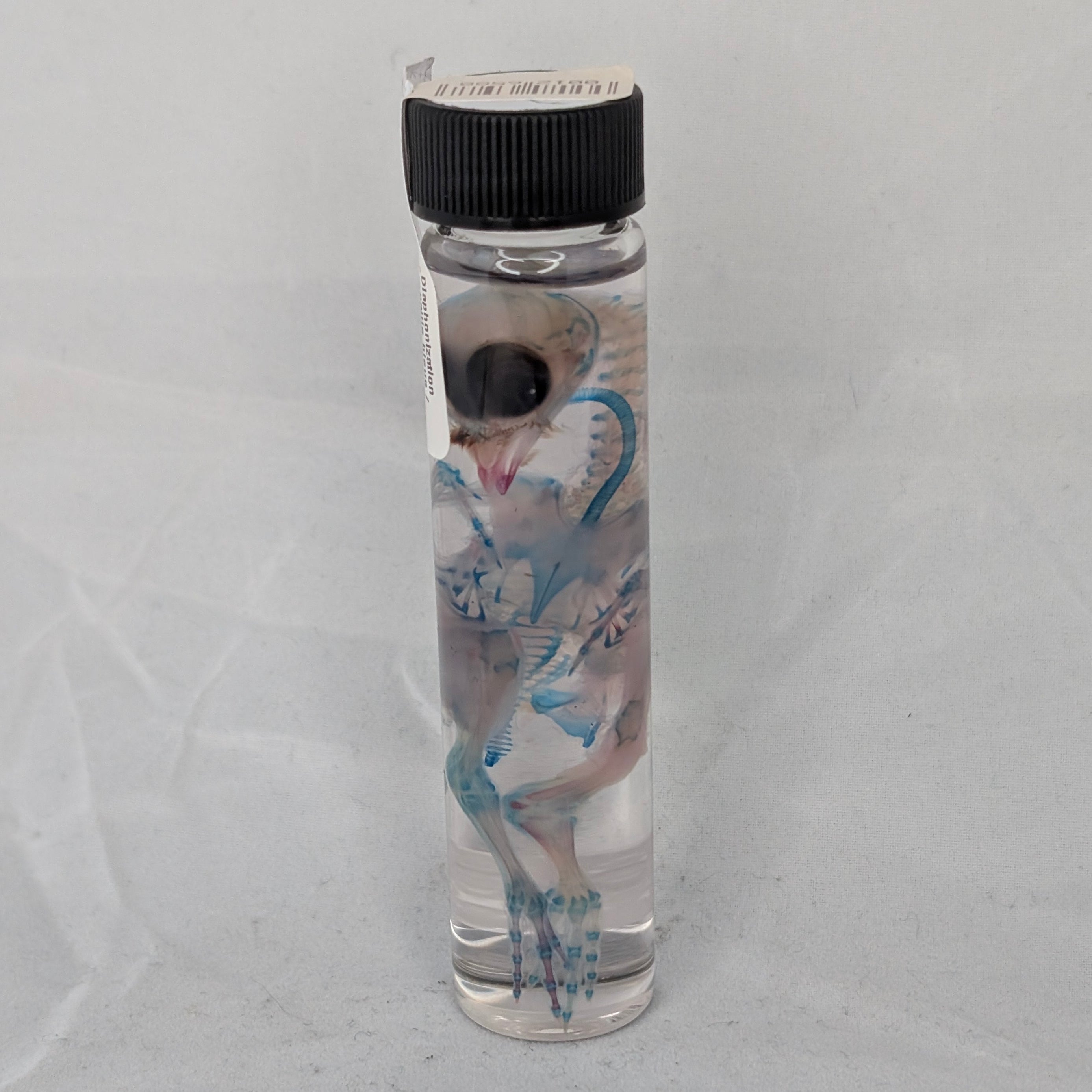 Diaphonization -caille bleue / Blue stain quail