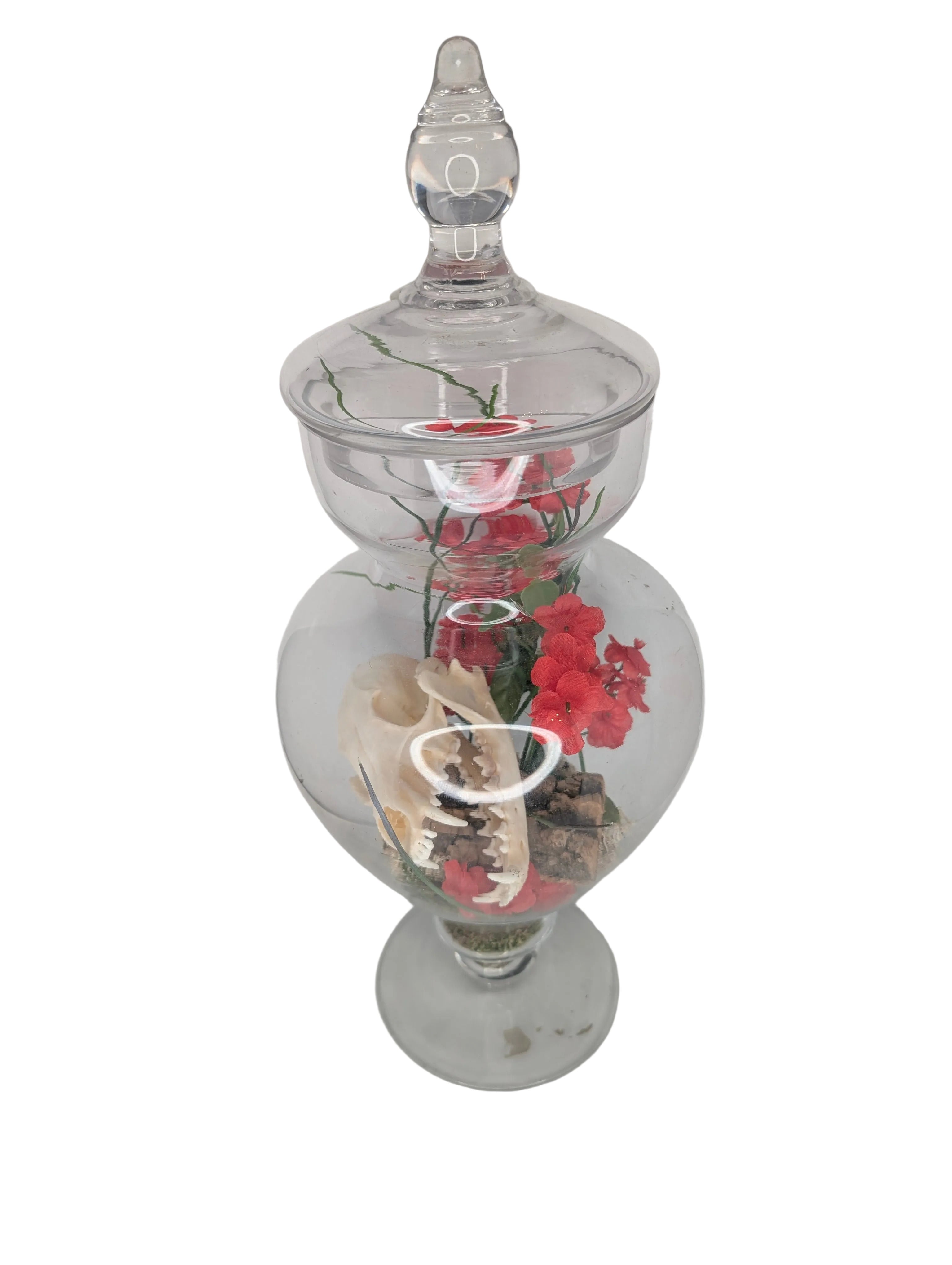 Terrarium crane renard