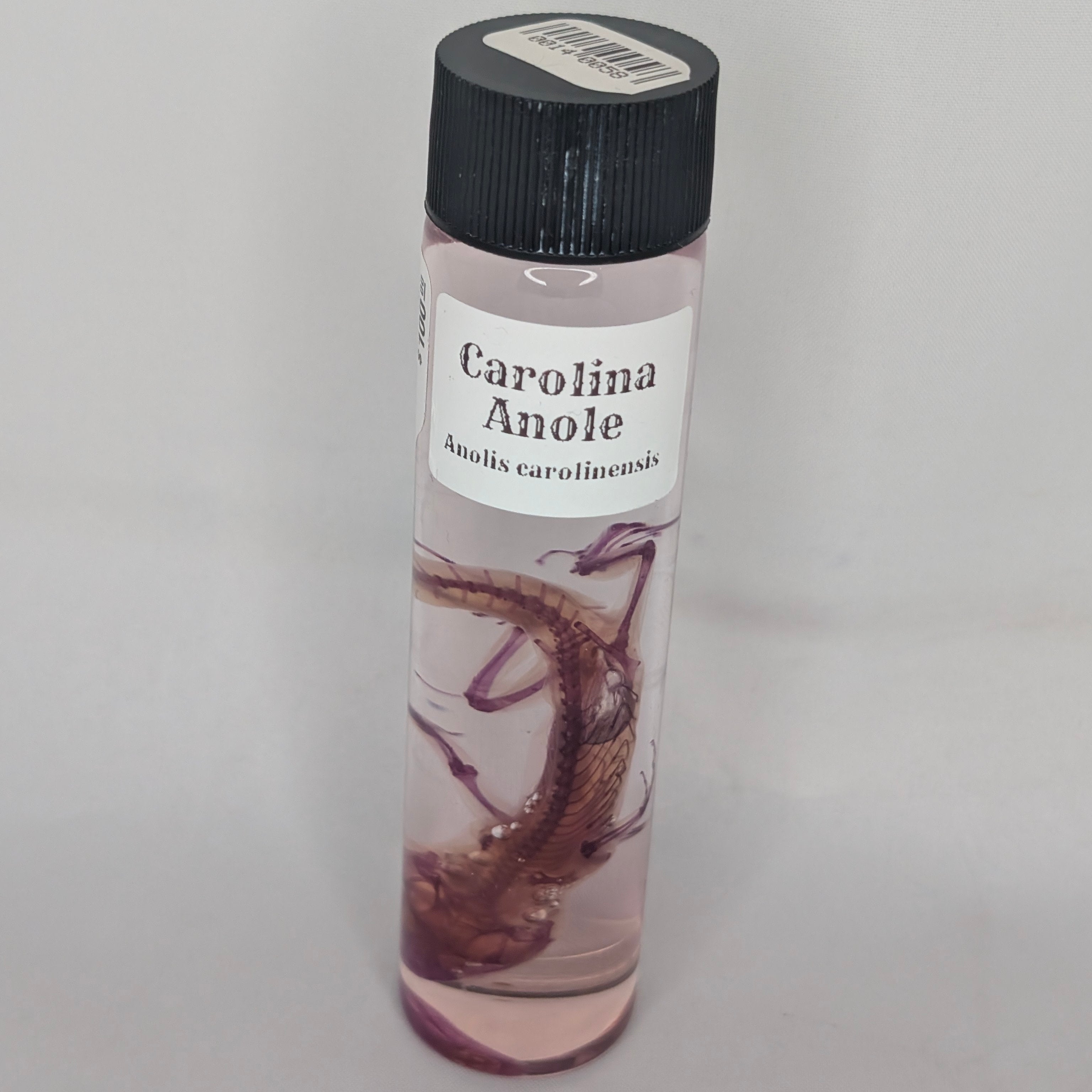 Diaphonization - Anole