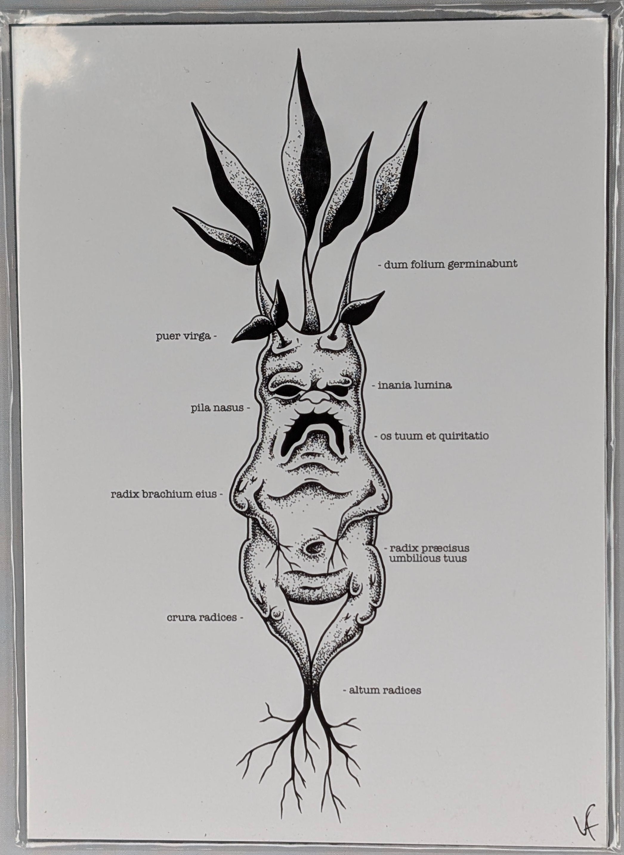 Imprime - Mandragore - Print