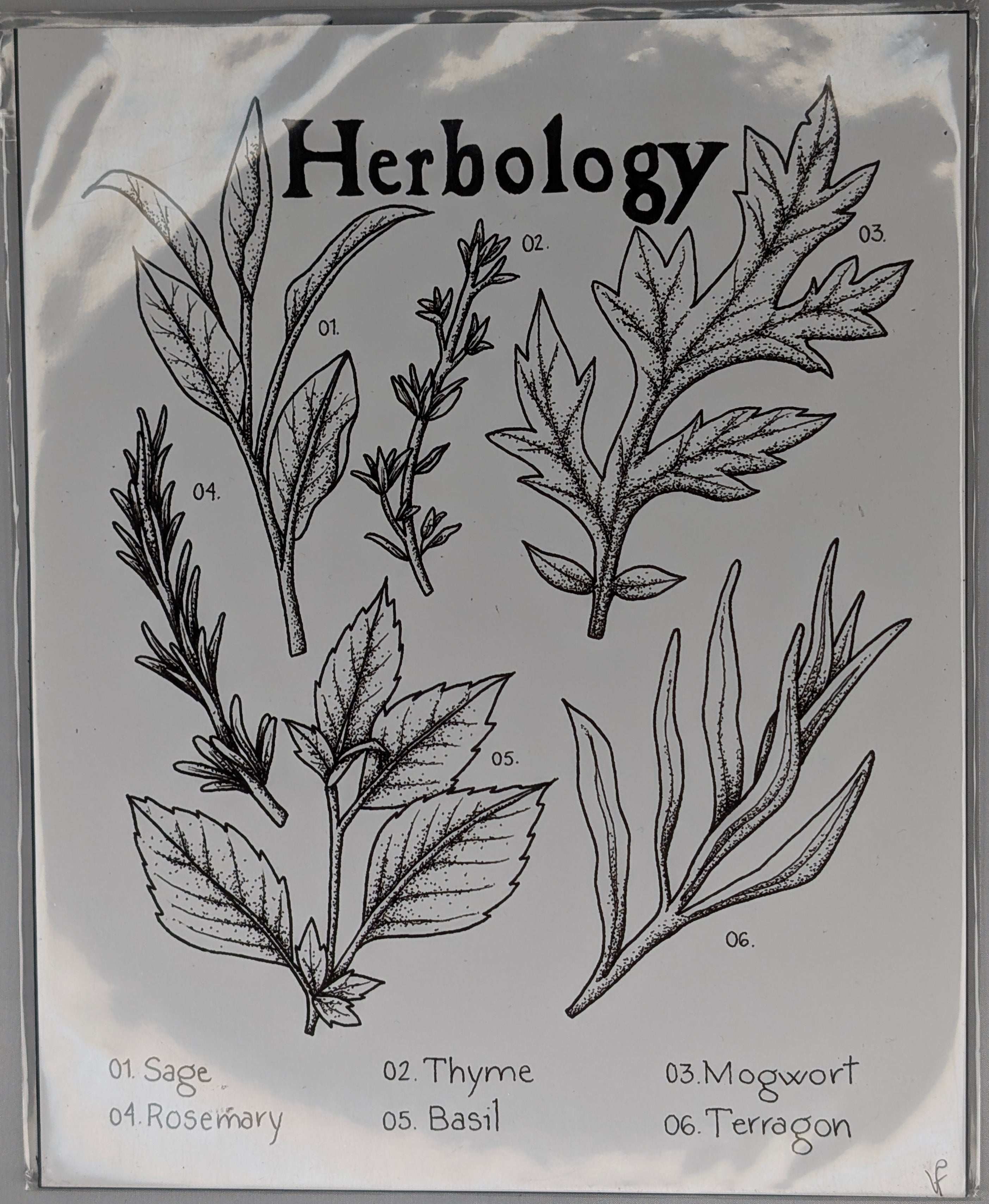 Imprime - Herbology 8x10 - Print